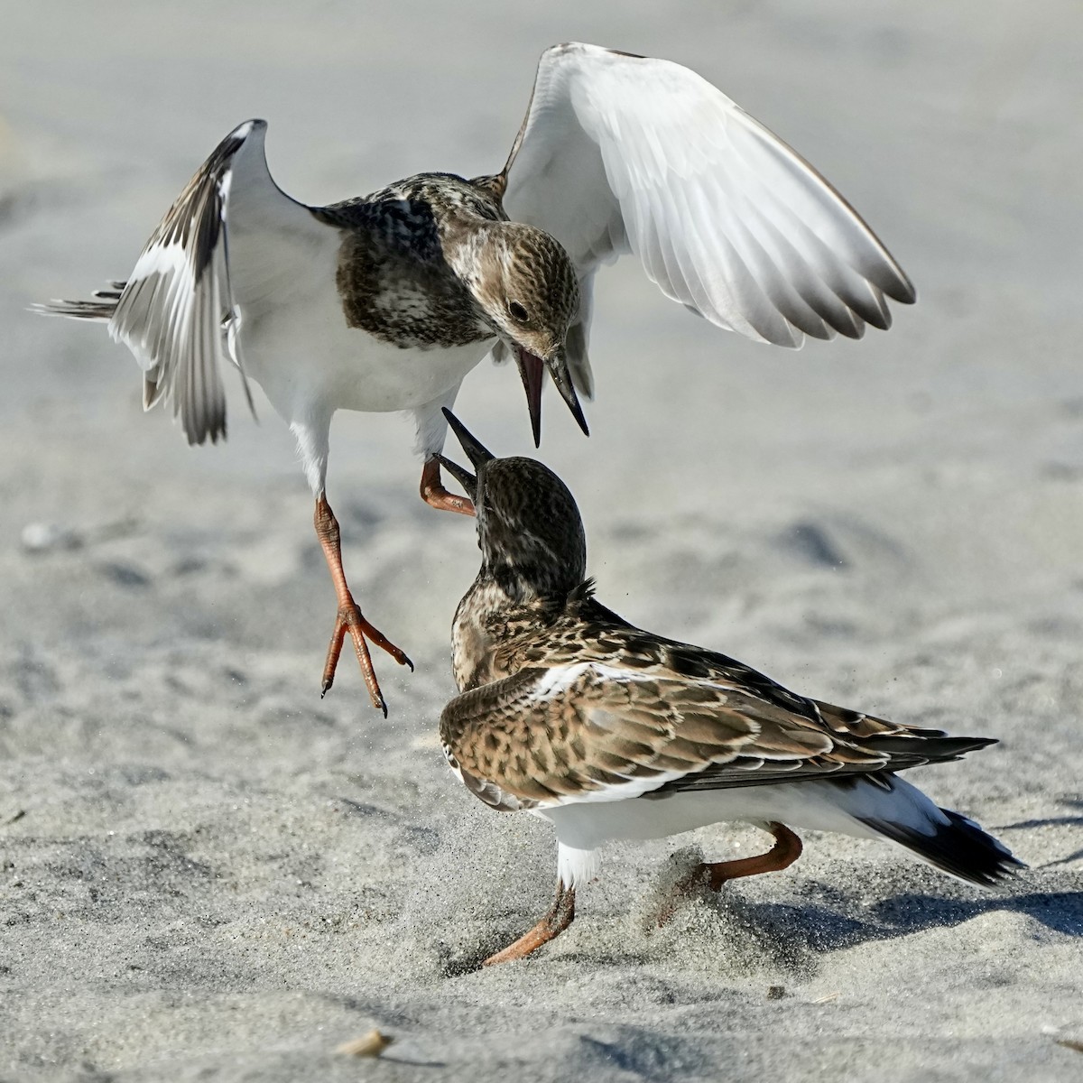 Ruddy Turnstone - ML641472353