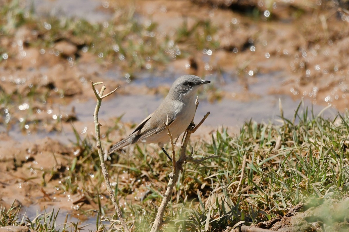 møller - ML641472359