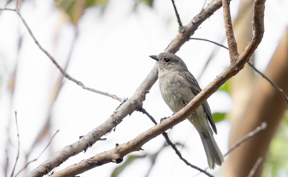 Golden Whistler (Eastern) - ML641472368