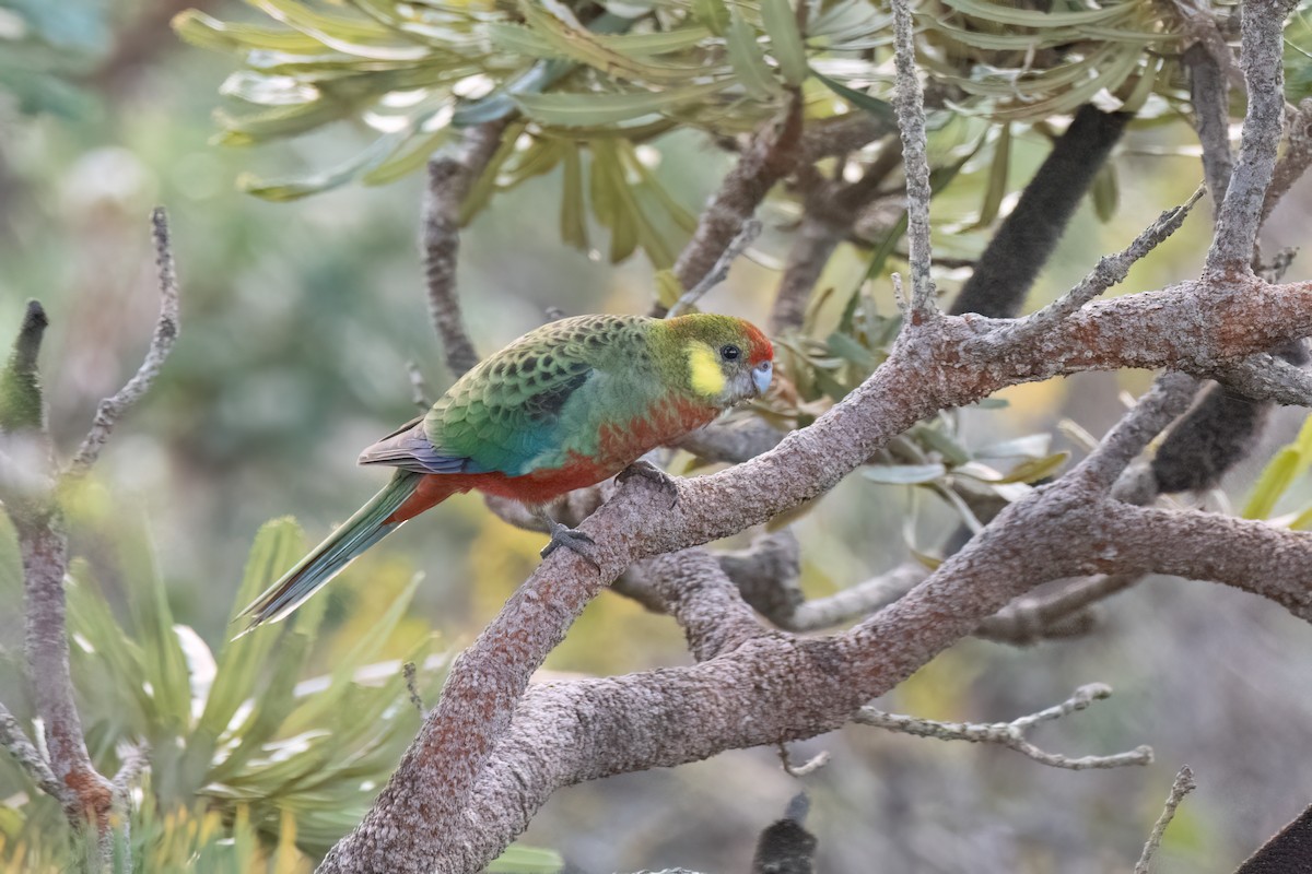 Western Rosella - ML641472370