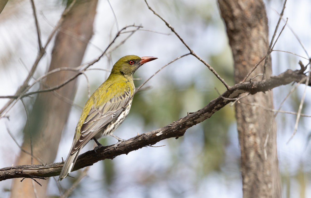Olive-backed Oriole - ML641472371