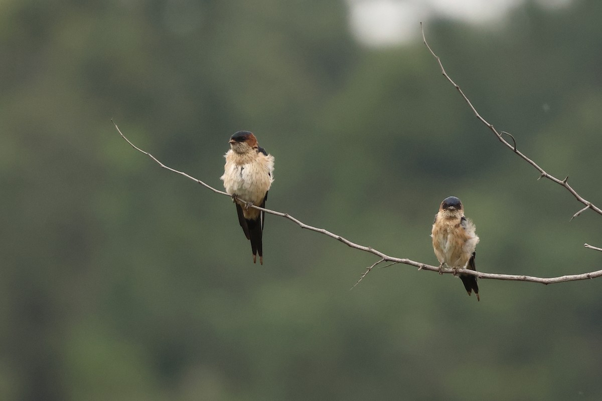 Eastern Red-rumped Swallow - ML641472374