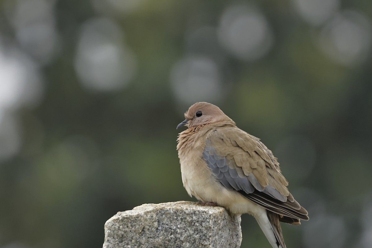 Laughing Dove - ML641472404