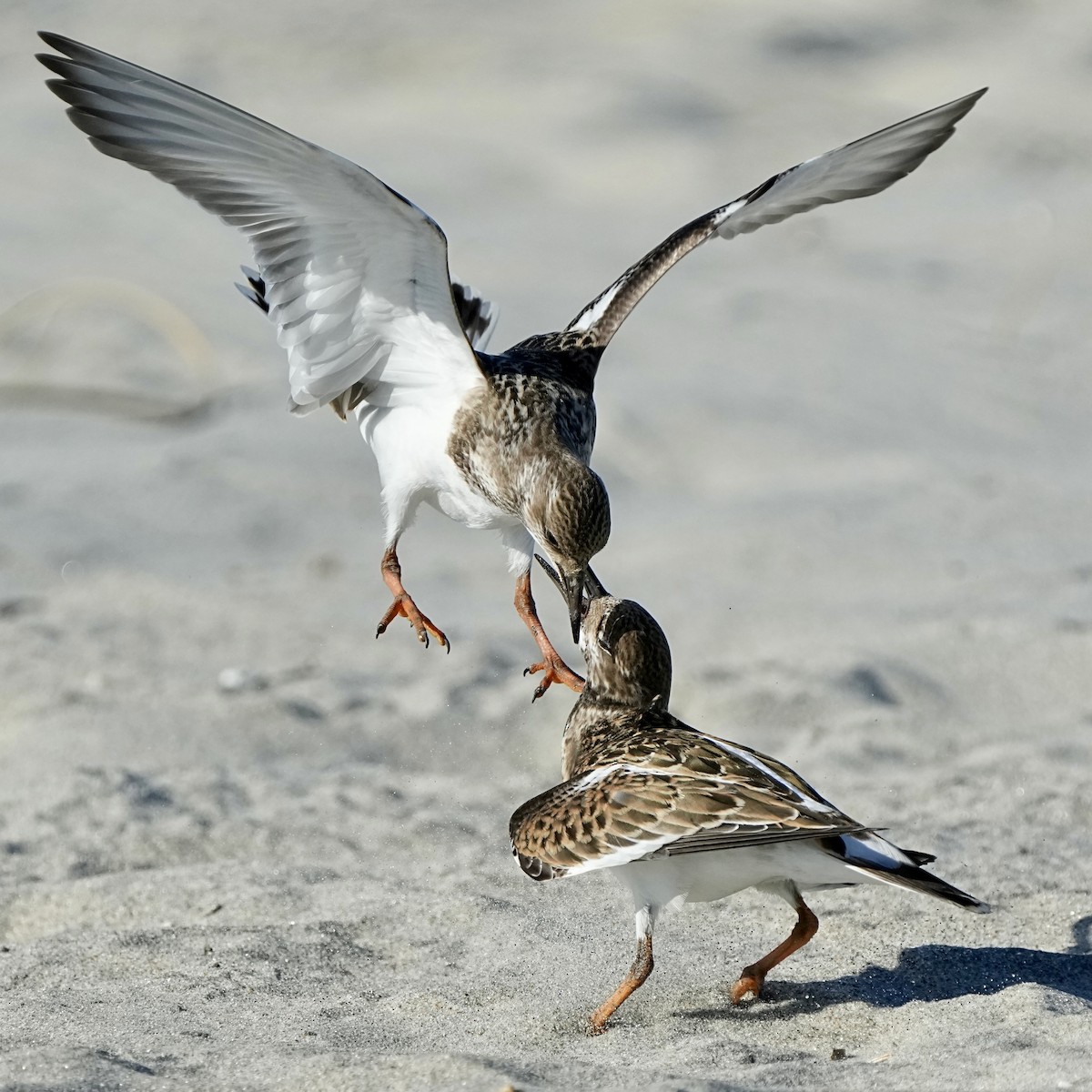 Ruddy Turnstone - ML641472405