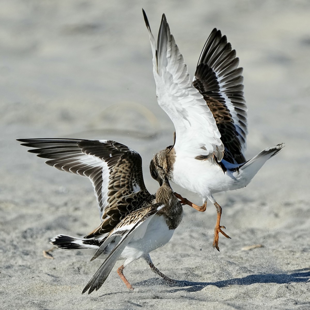 Ruddy Turnstone - ML641472419