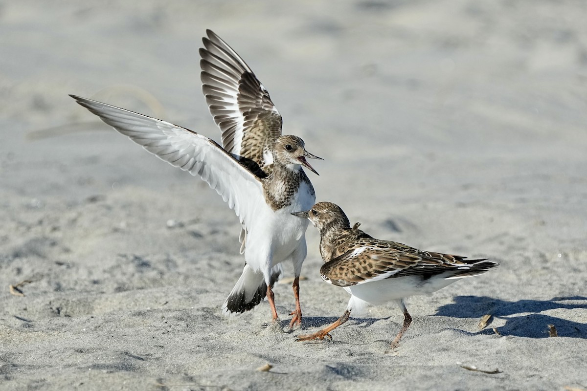 Ruddy Turnstone - ML641472444