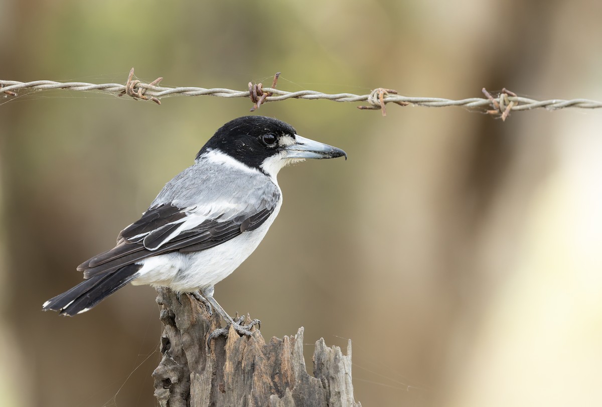 Gray Butcherbird - ML641472454