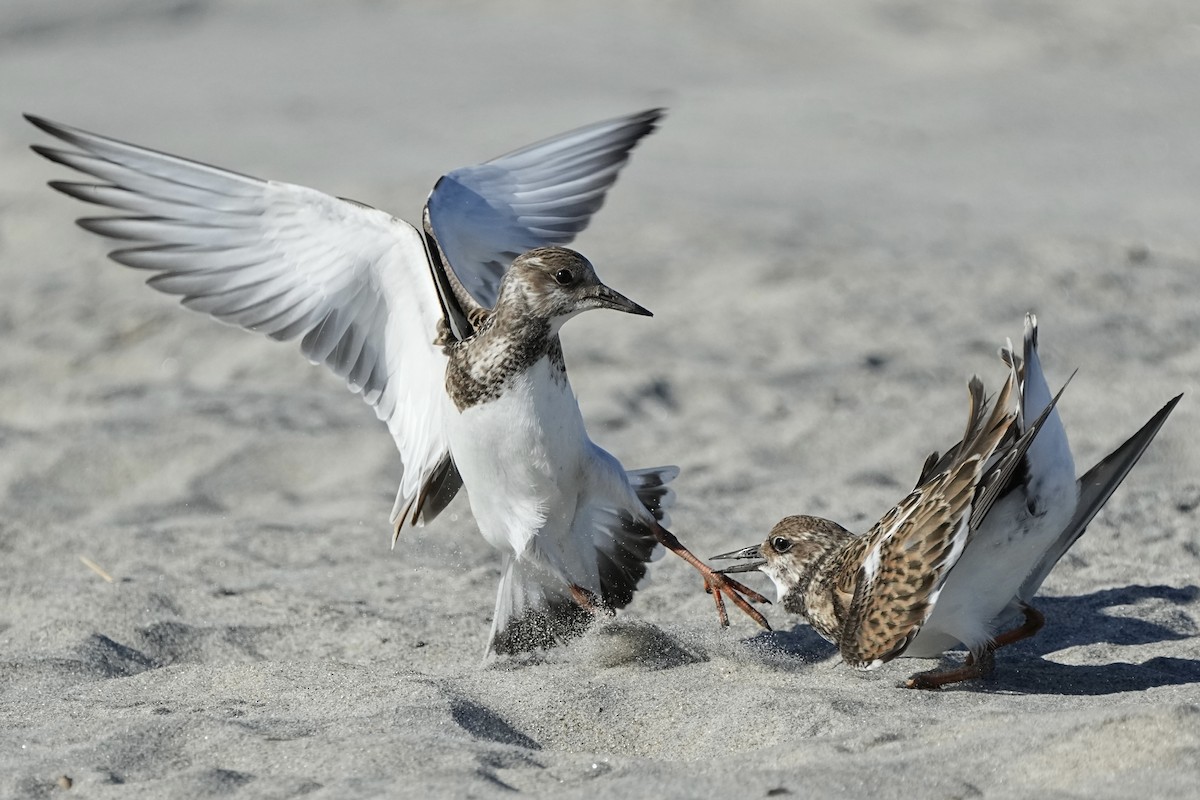 Ruddy Turnstone - ML641472455