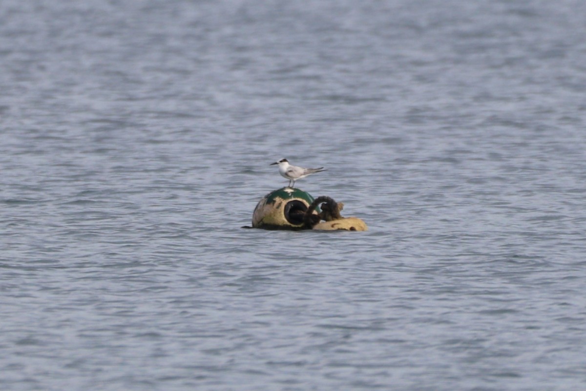 Little Tern - ML641472456