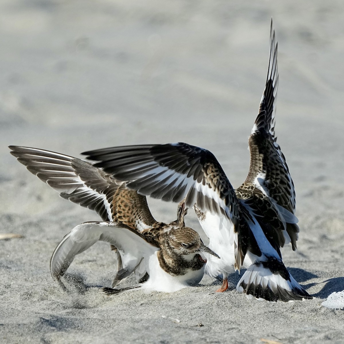 Ruddy Turnstone - ML641472468