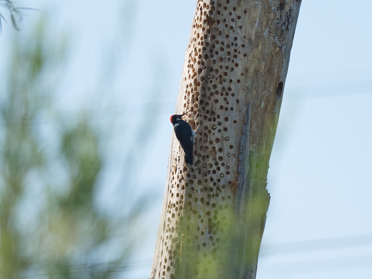 Acorn Woodpecker - ML641472470