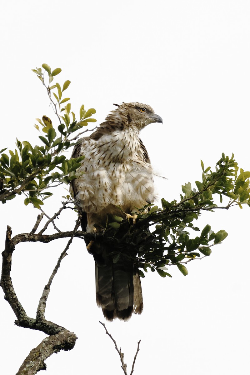 Oriental Honey-buzzard - ML641472472