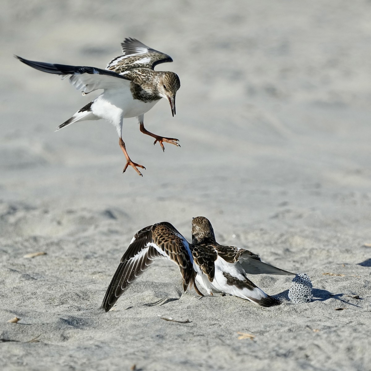 Ruddy Turnstone - ML641472476