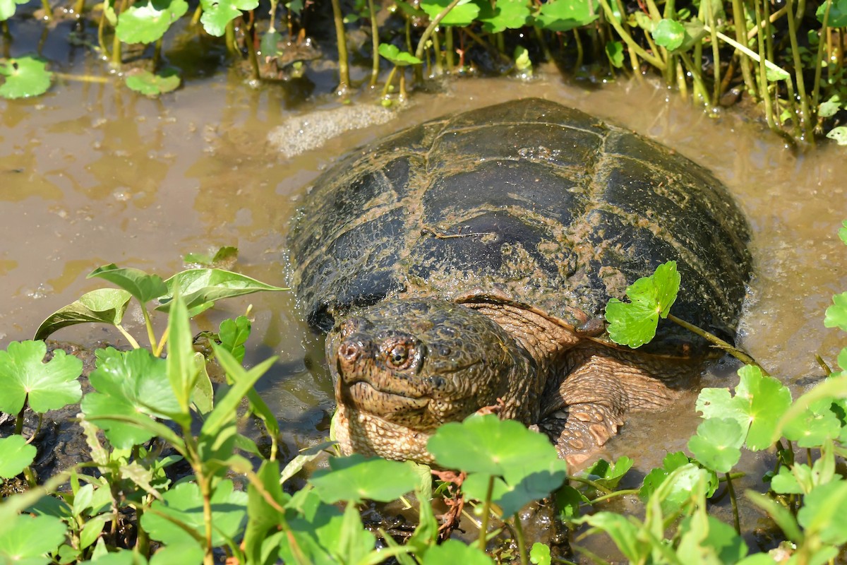 Snapping Turtles - ML641472499