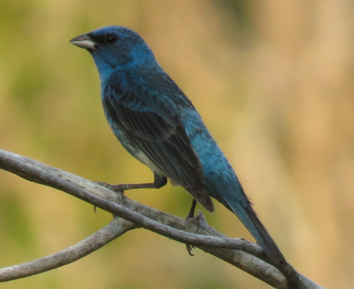 Indigo Bunting - ML64147251