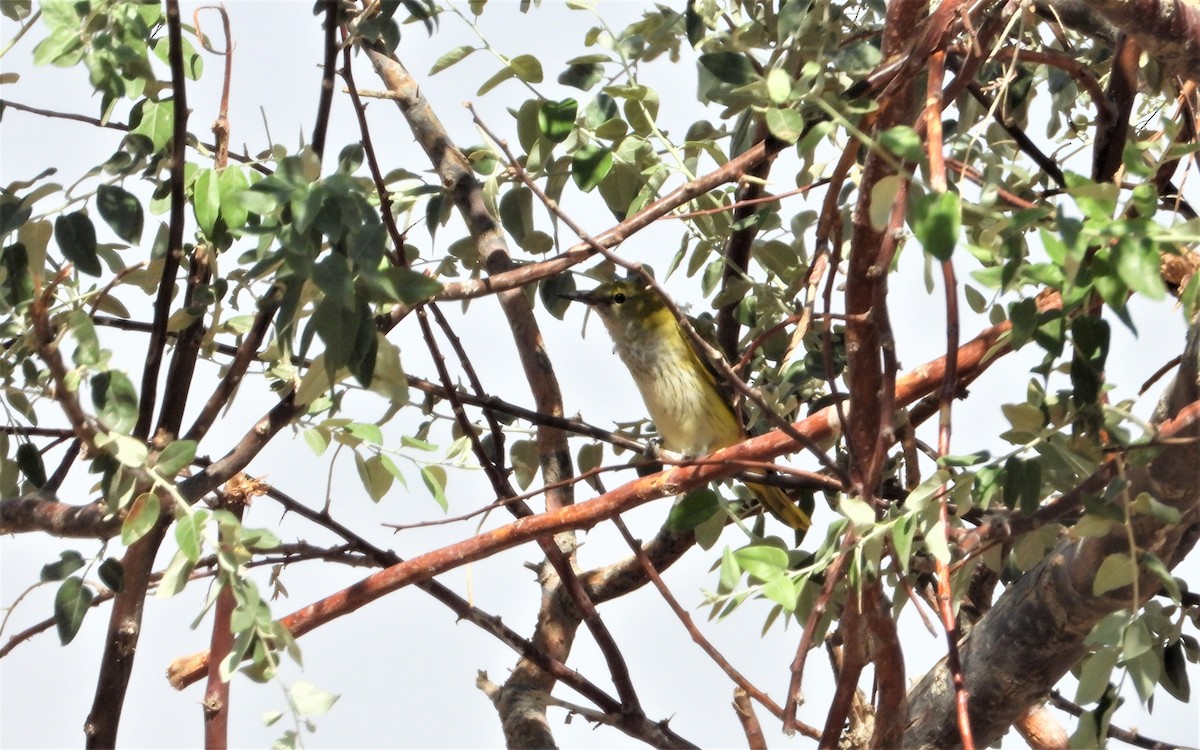 Eurasian Golden Oriole - ML641472529