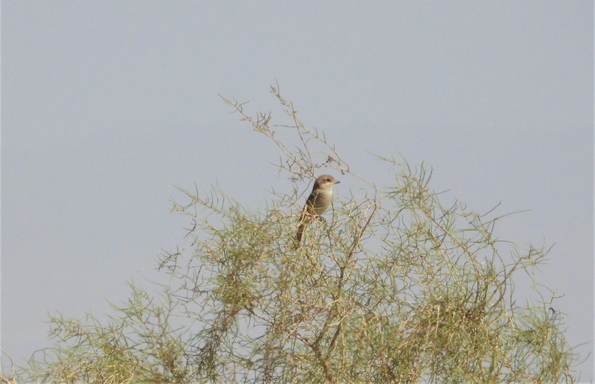 Isabelline Shrike (Daurian) - ML641472572