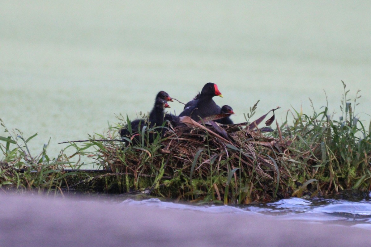 Eurasian Moorhen - ML641472578