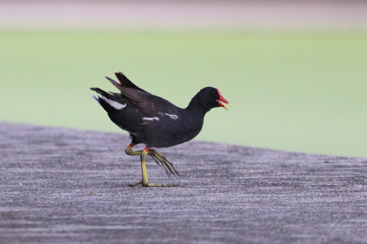 Eurasian Moorhen - ML641472585