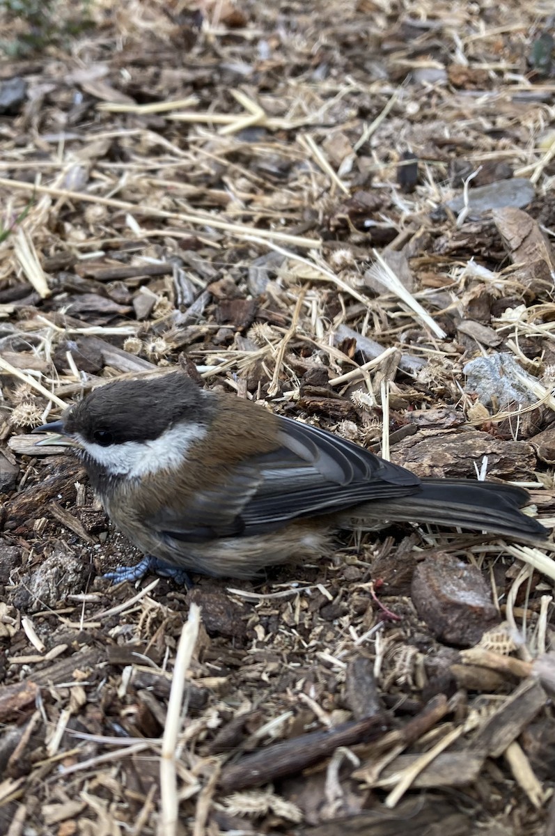 Mésange à dos marron - ML641472623