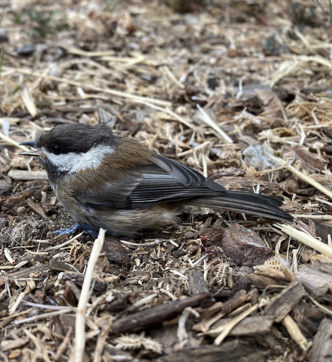 Mésange à dos marron - ML641472624