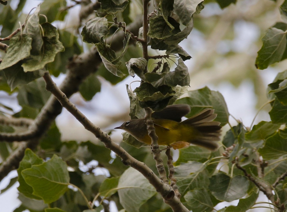 MacGillivray's Warbler - ML641472668
