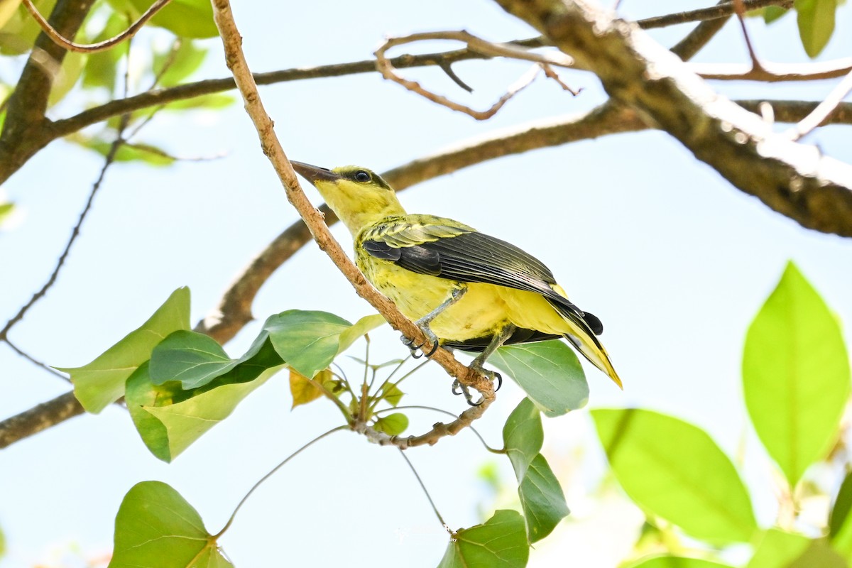Black-naped Oriole - ML641472710