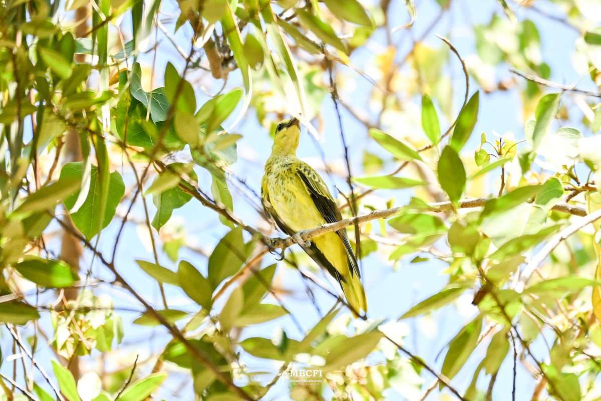 Black-naped Oriole - ML641472712