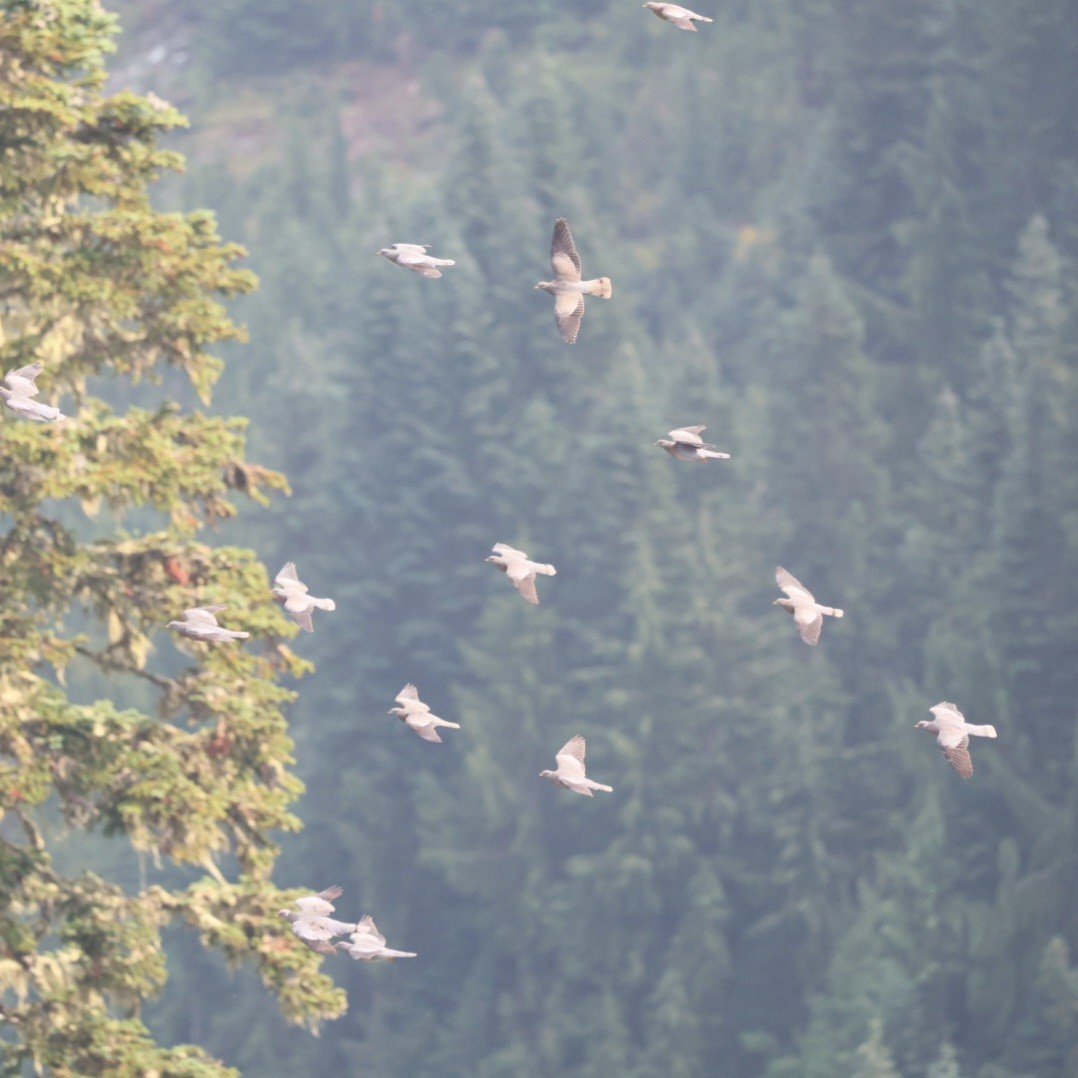 Band-tailed Pigeon - ML641472718