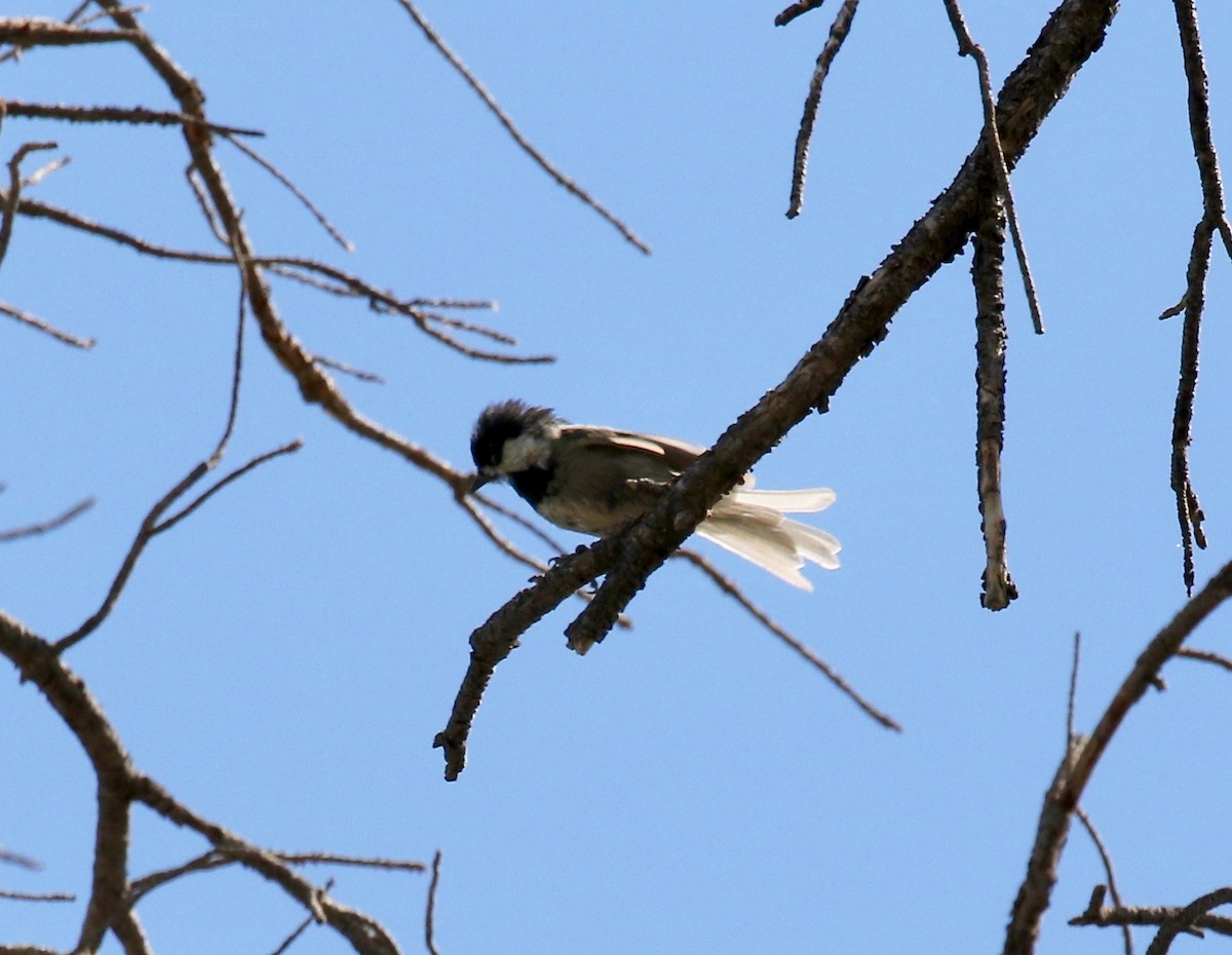 Mexican Chickadee - ML641472754