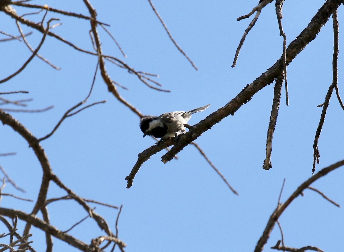 Mexican Chickadee - ML641472755
