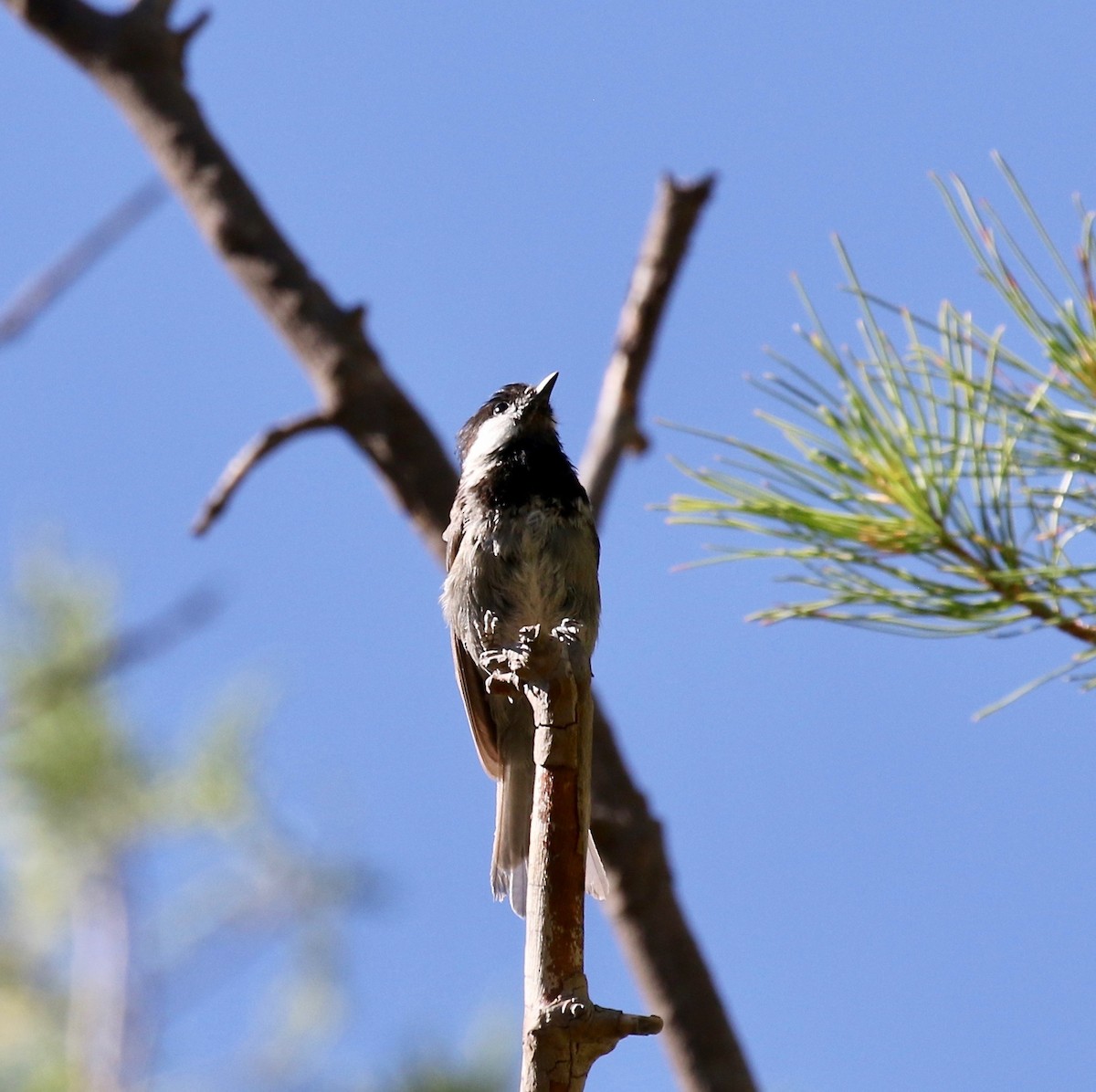 Mexican Chickadee - ML641472756