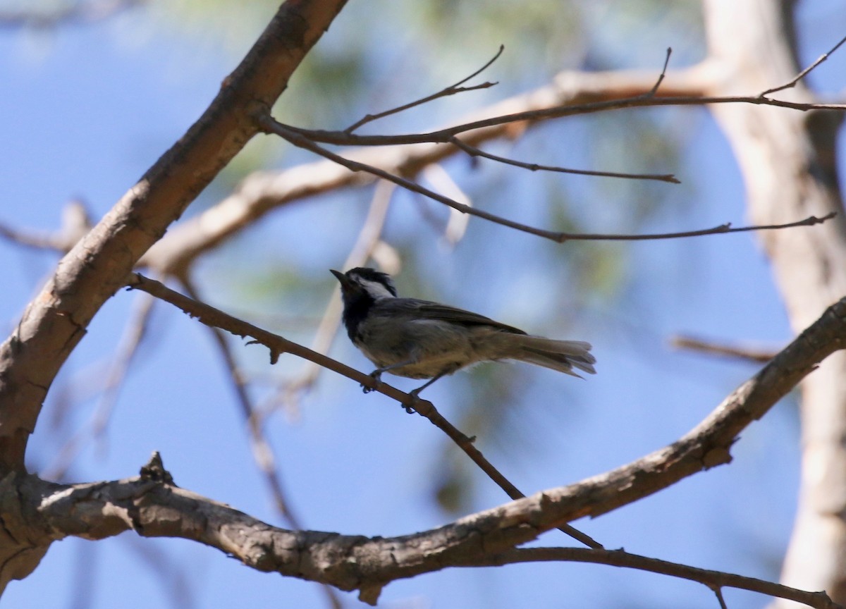 Mexican Chickadee - ML641472757