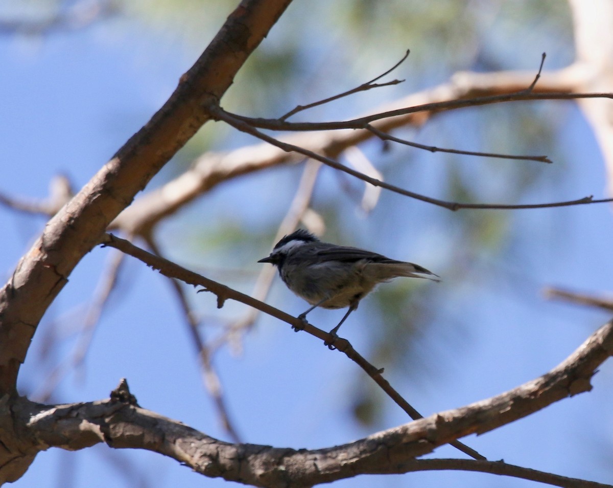 Mexican Chickadee - ML641472758