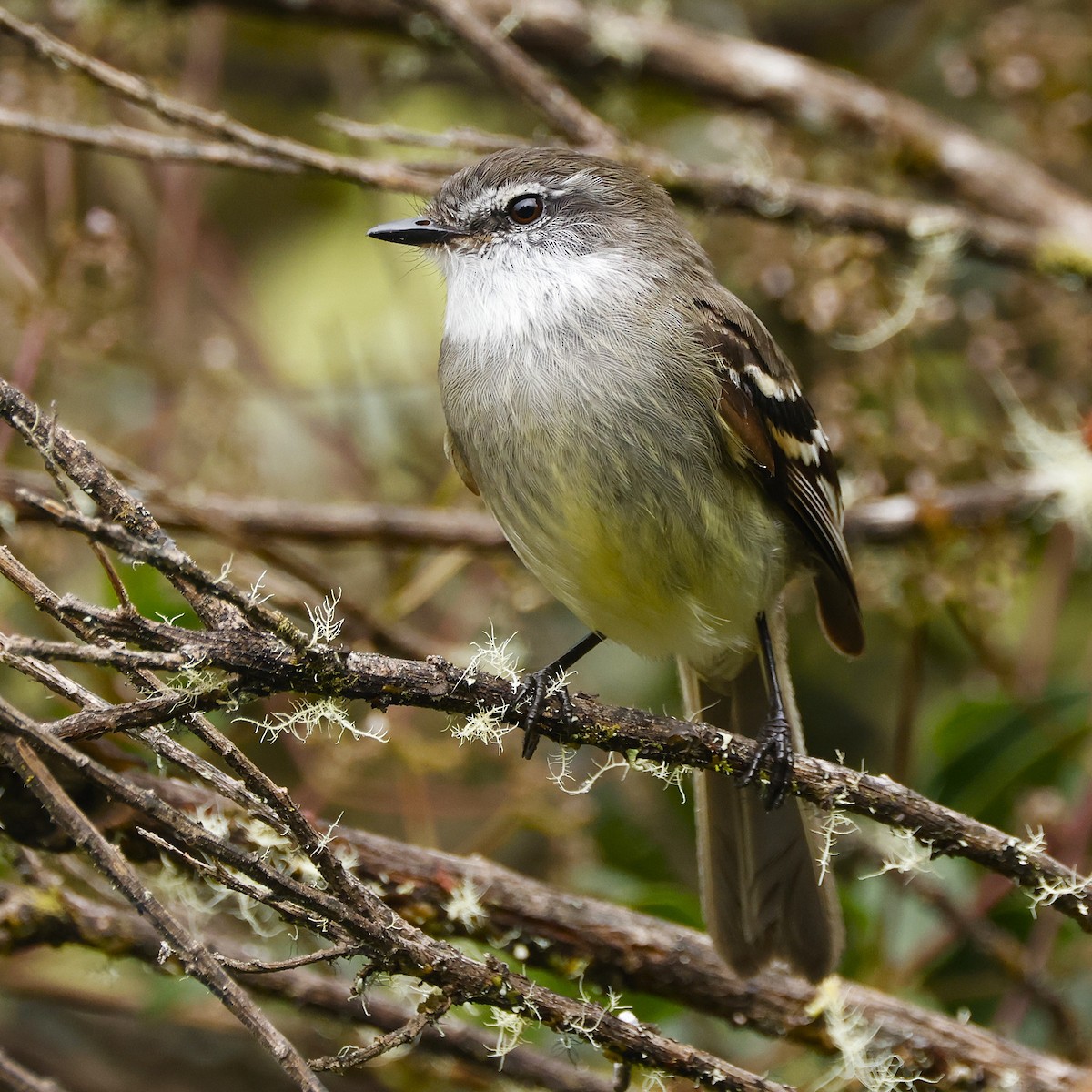 White-throated Tyrannulet - ML641472769