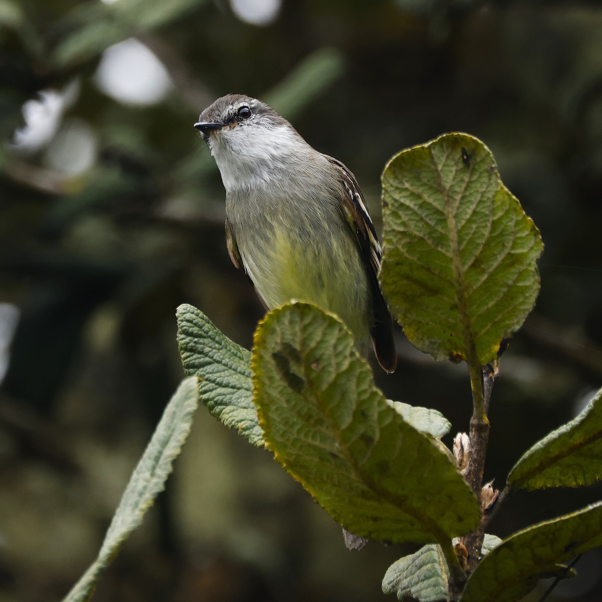 White-throated Tyrannulet - ML641472770