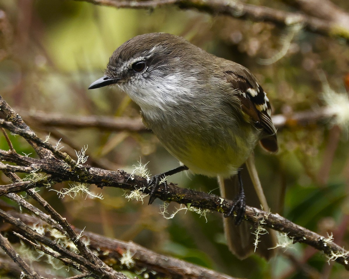 White-throated Tyrannulet - ML641472771