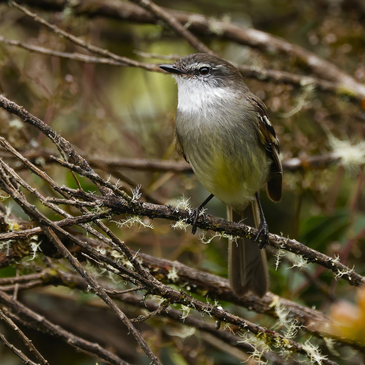 White-throated Tyrannulet - ML641472772