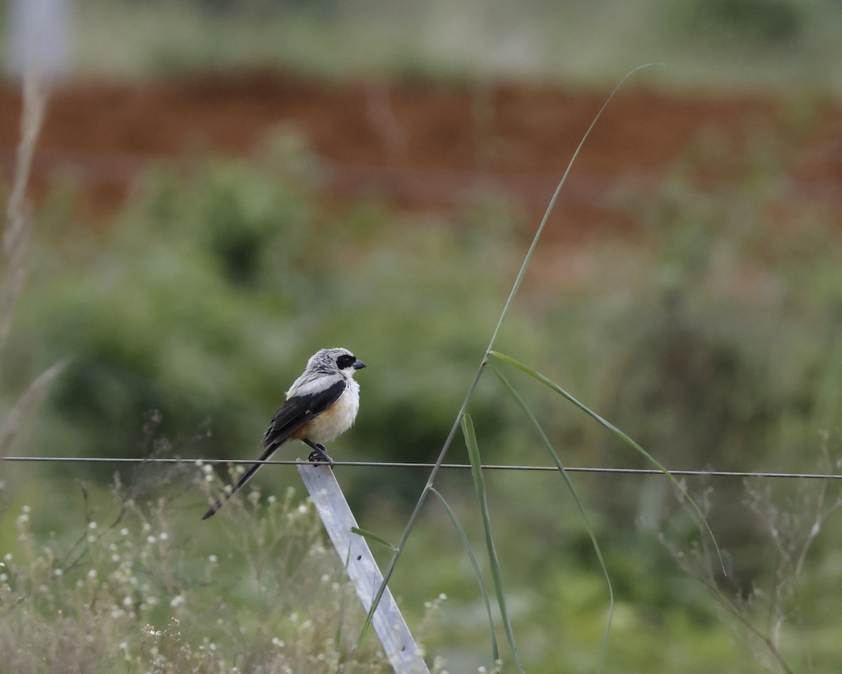 Long-tailed Shrike - ML641472834