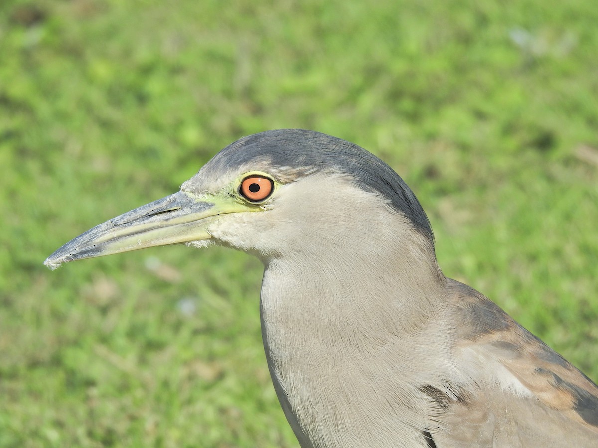 Black-crowned Night Heron - ML641472843