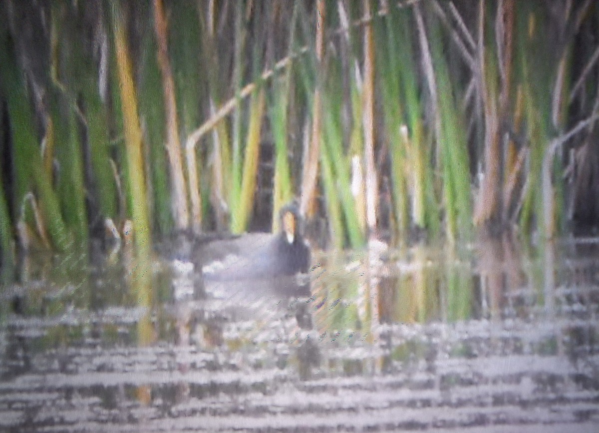 Common Gallinule - ML641472846