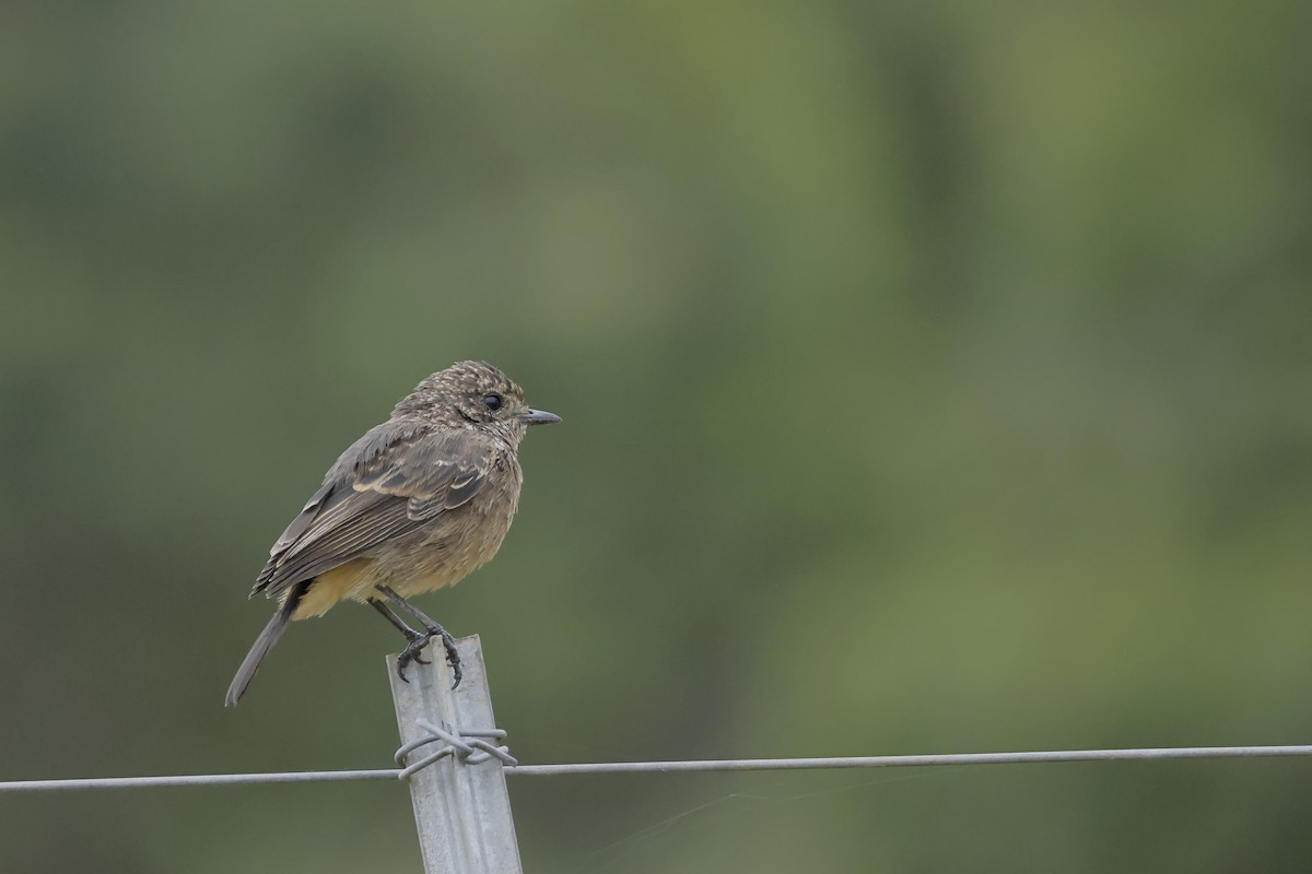 Pied Bushchat - ML641472850
