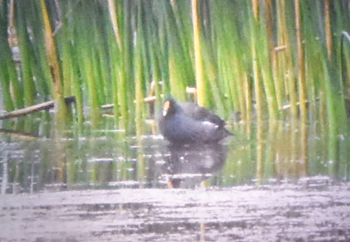 Common Gallinule - ML641472854