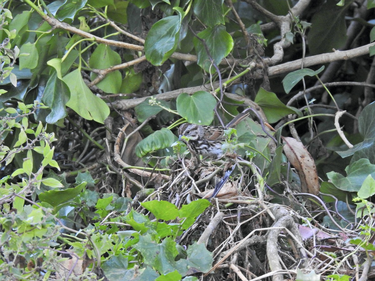 Song Sparrow - ML641472855