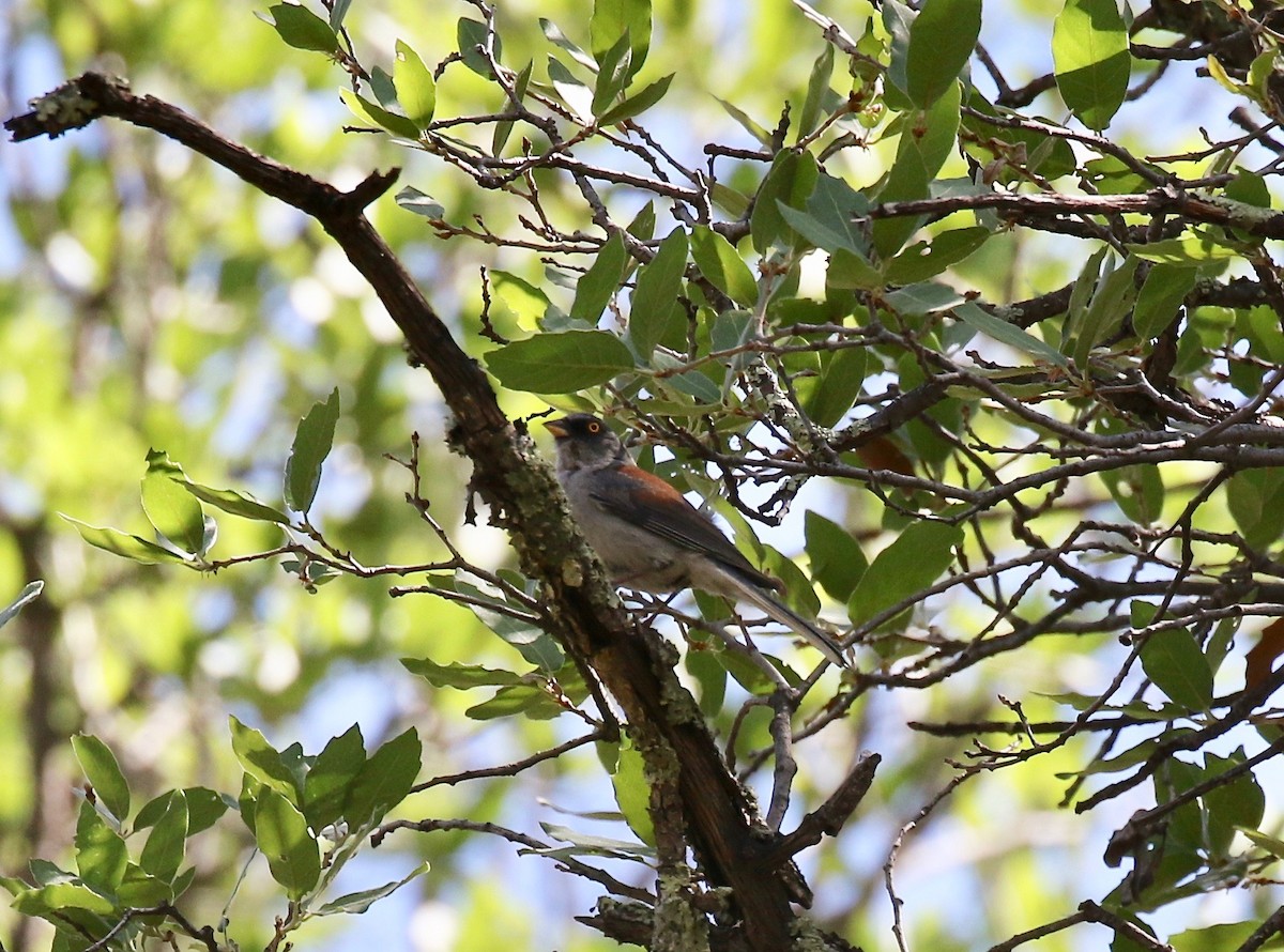 Yellow-eyed Junco - ML641472861