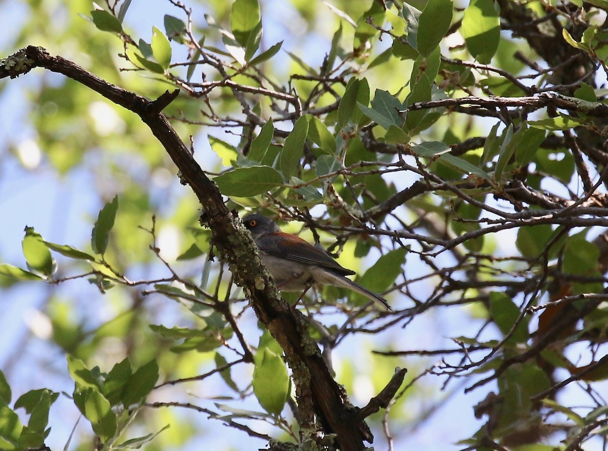 Yellow-eyed Junco - ML641472862