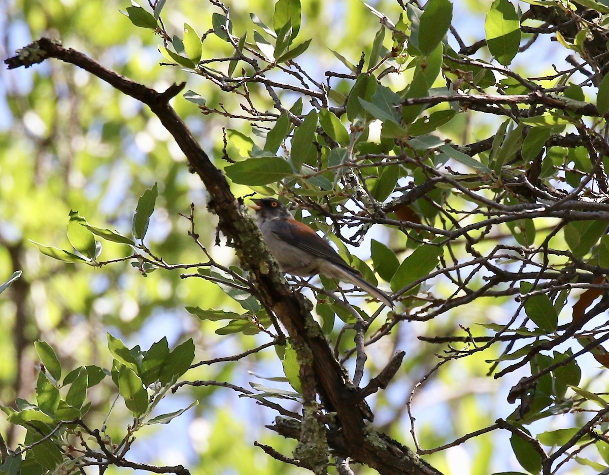 Yellow-eyed Junco - ML641472863
