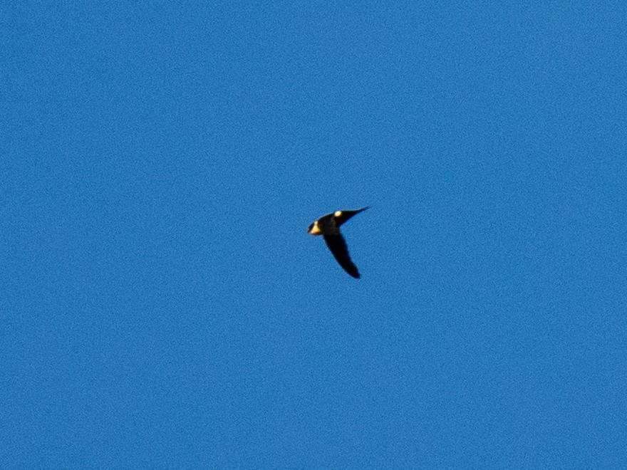 Lesser Swallow-tailed Swift - ML641472934
