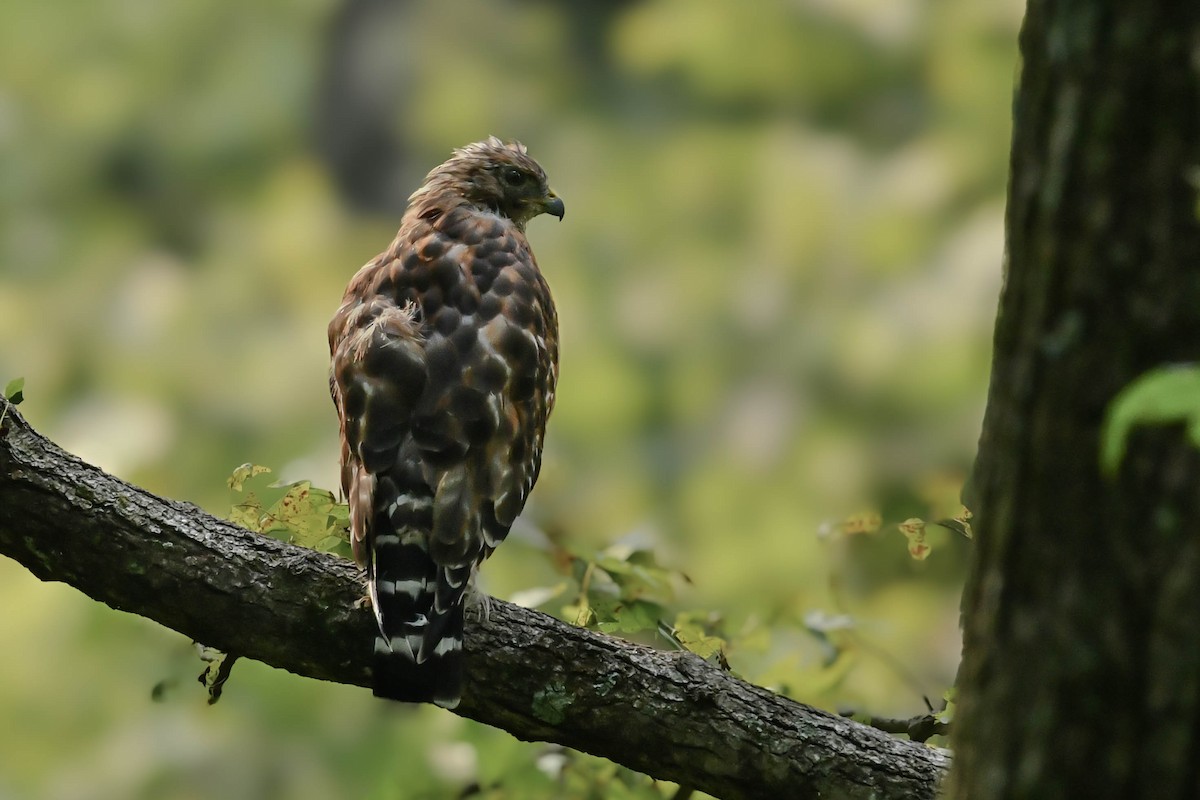 Red-shouldered Hawk - ML641472972