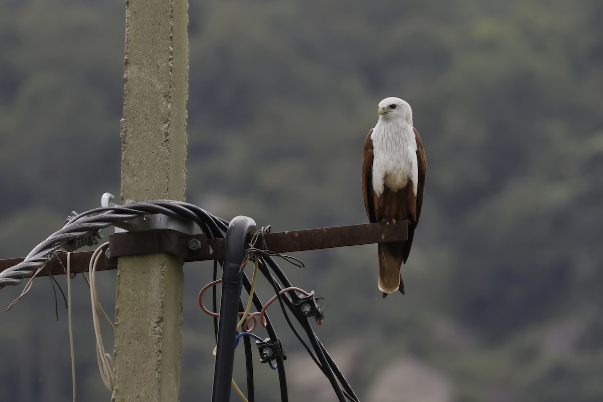 Brahminy Kite - ML641473007